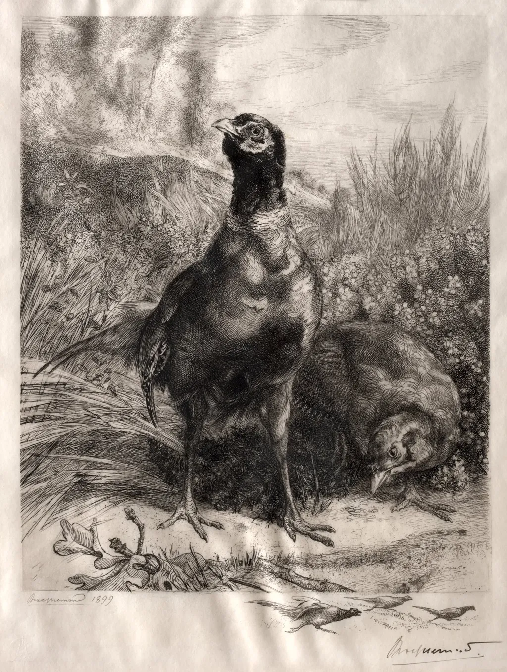 The Pheasants, by Félix Bracquemond, 1899