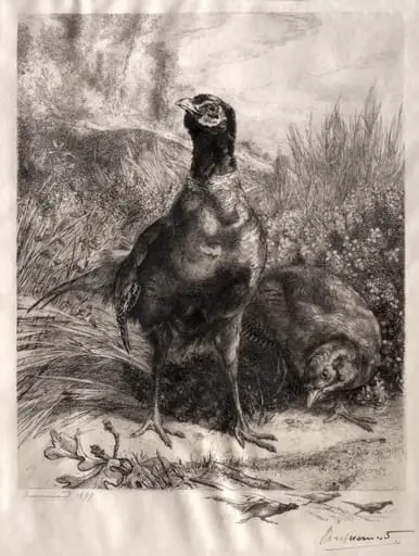 The Pheasants, by Félix Bracquemond