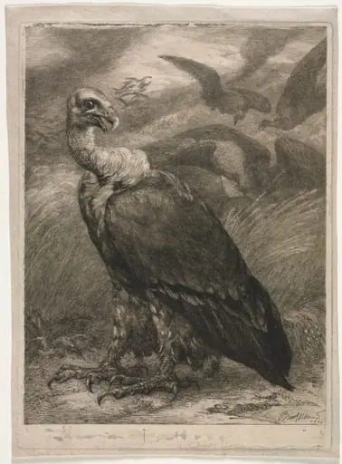 Vulture, by Félix Bracquemond