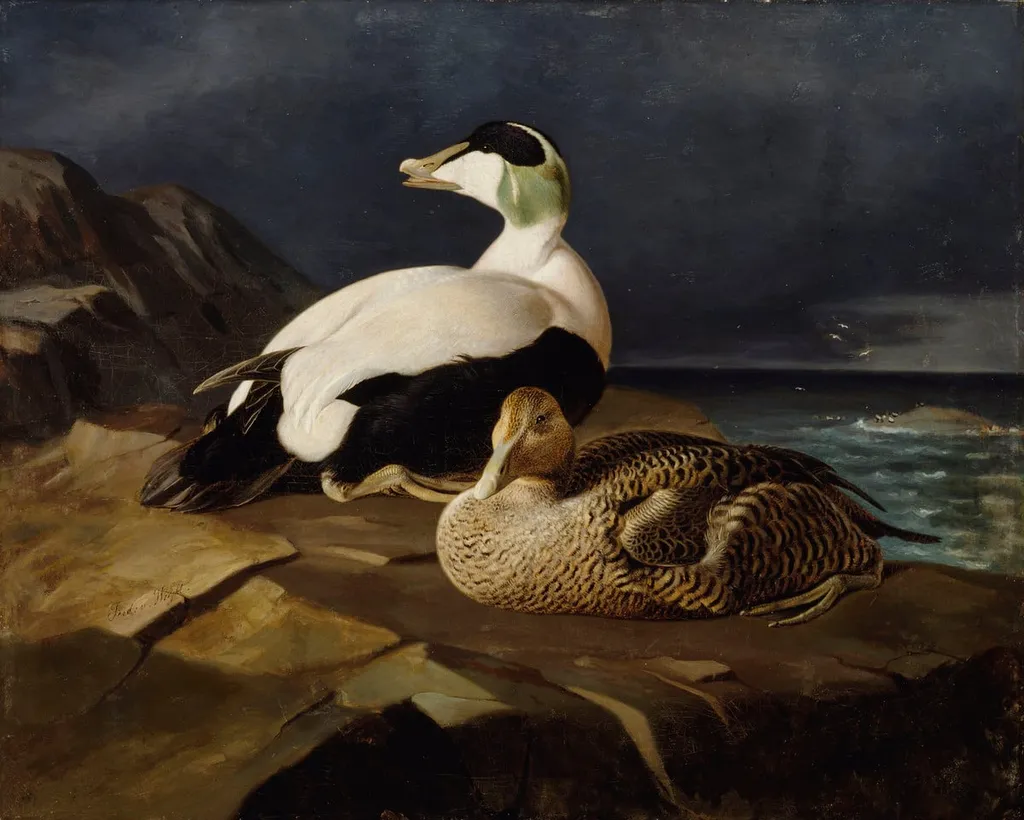 Haahkapari luodolla, by Ferdinand von Wright, unspecified