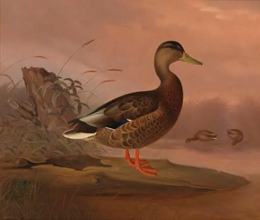 Heinäsorsa
