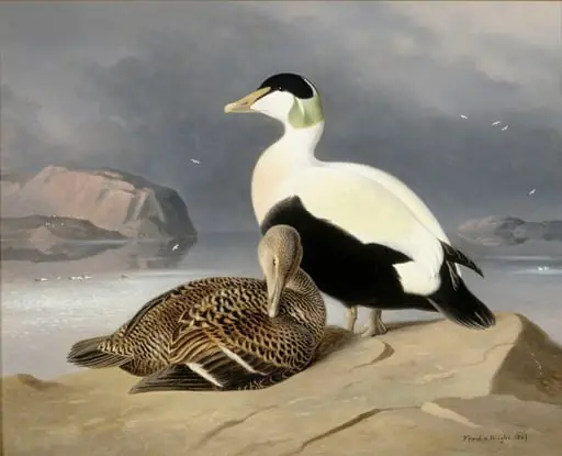 Kaksi haahkaa, by Ferdinand von Wright