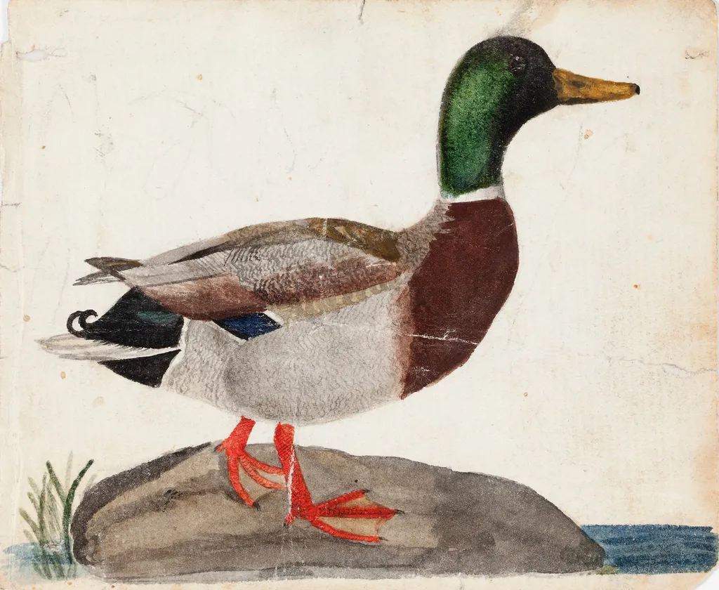Male Mallard, by Ferdinand von Wright, unspecified, 1830