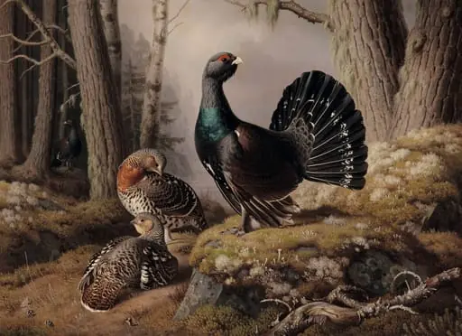 Metsoja soitimella, by Ferdinand von Wright