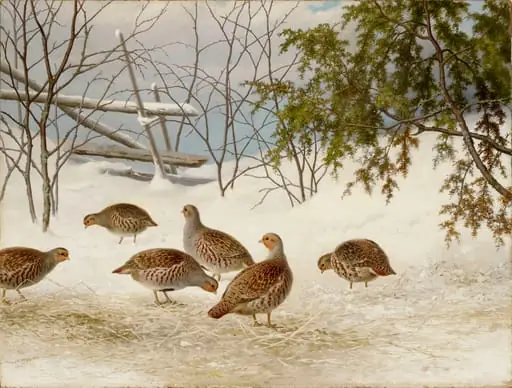 Peltopyitä lumessa, by Ferdinand von Wright