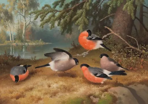 Punatulkkuja, by Ferdinand von Wright