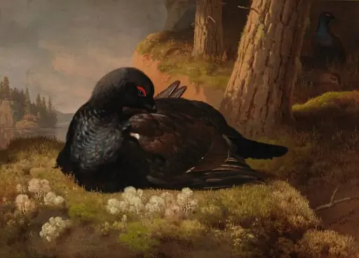 Teeri, by Ferdinand von Wright