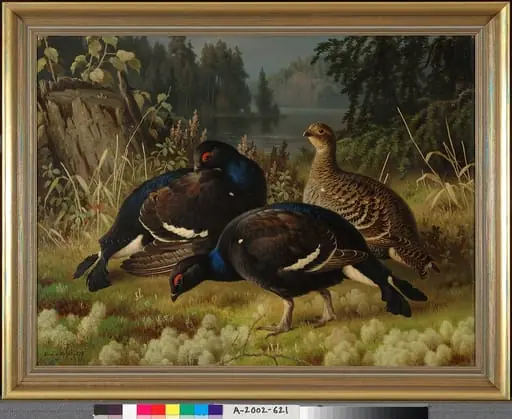 Teeriä, kaksi koirasta ja naaras, by Ferdinand von Wright