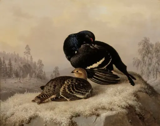 Teeriä, koiras ja naaras, by Ferdinand von Wright