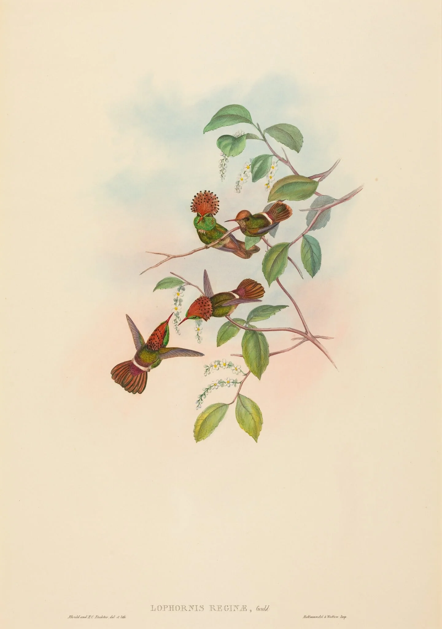 Lophornas reginae (Spangled Coquette), detail