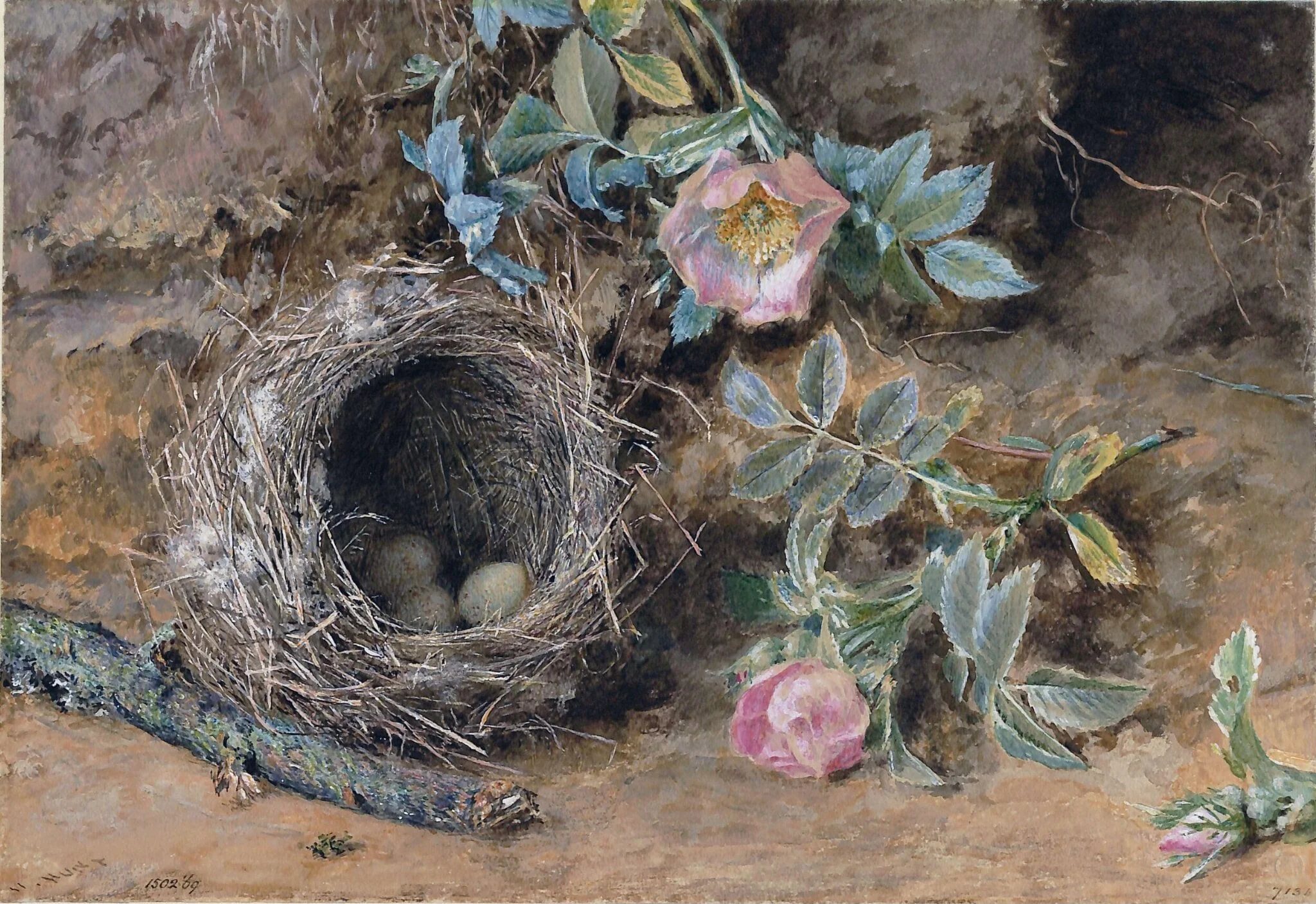Wild Roses and Bird's Nest, detail