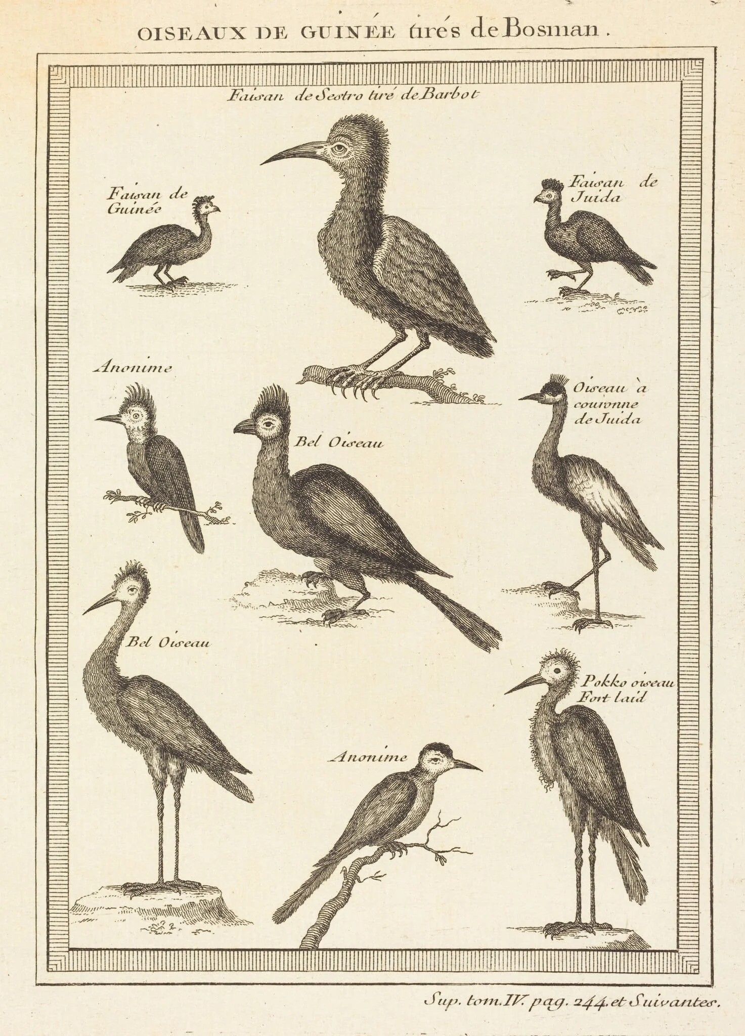 Oiseaux de guinee tires de bosman, detail