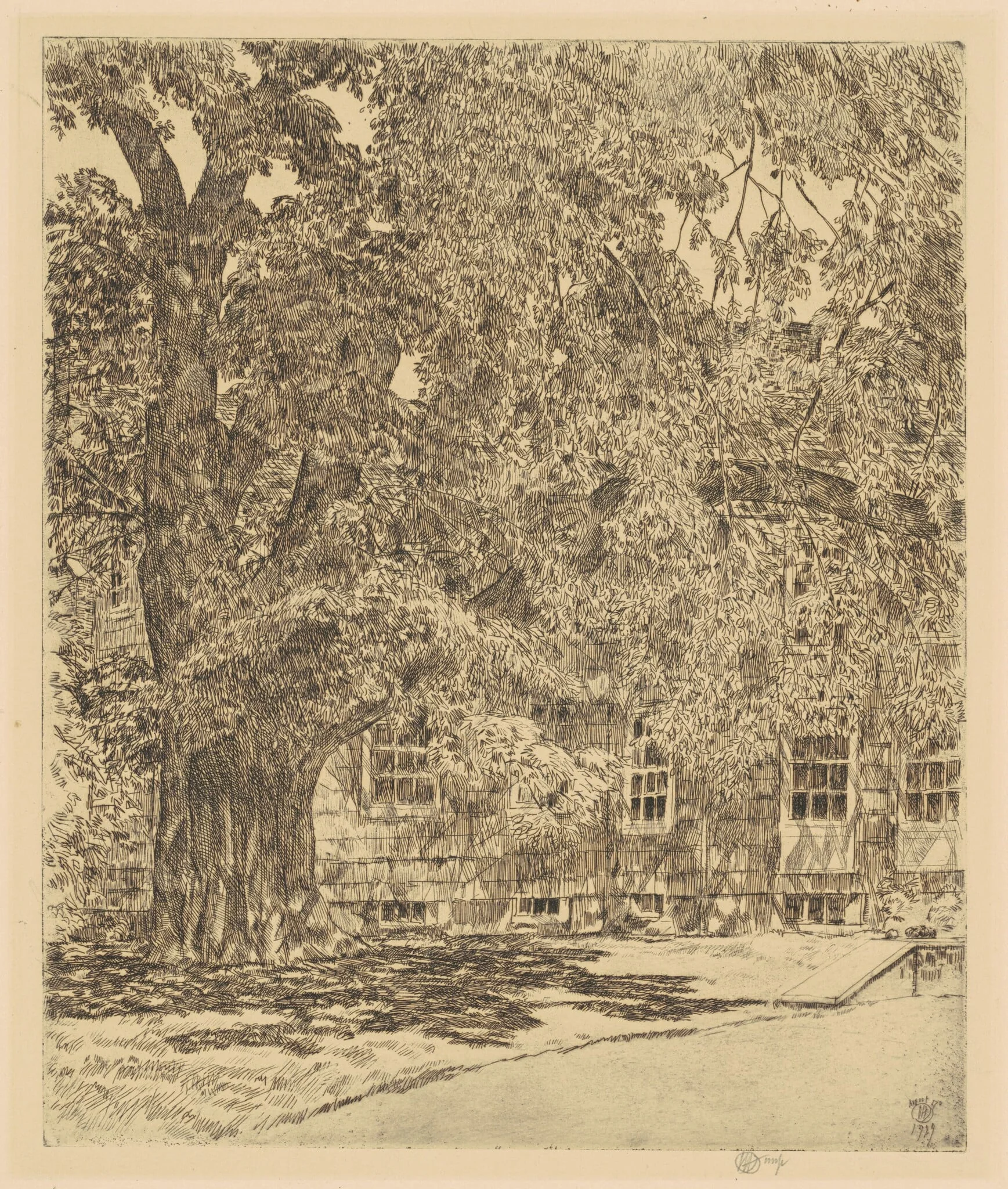 Giant Elm, Easthampton, detail