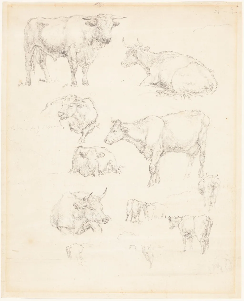 Studies of Cattle, by Robert Hills, graphite, 1806
