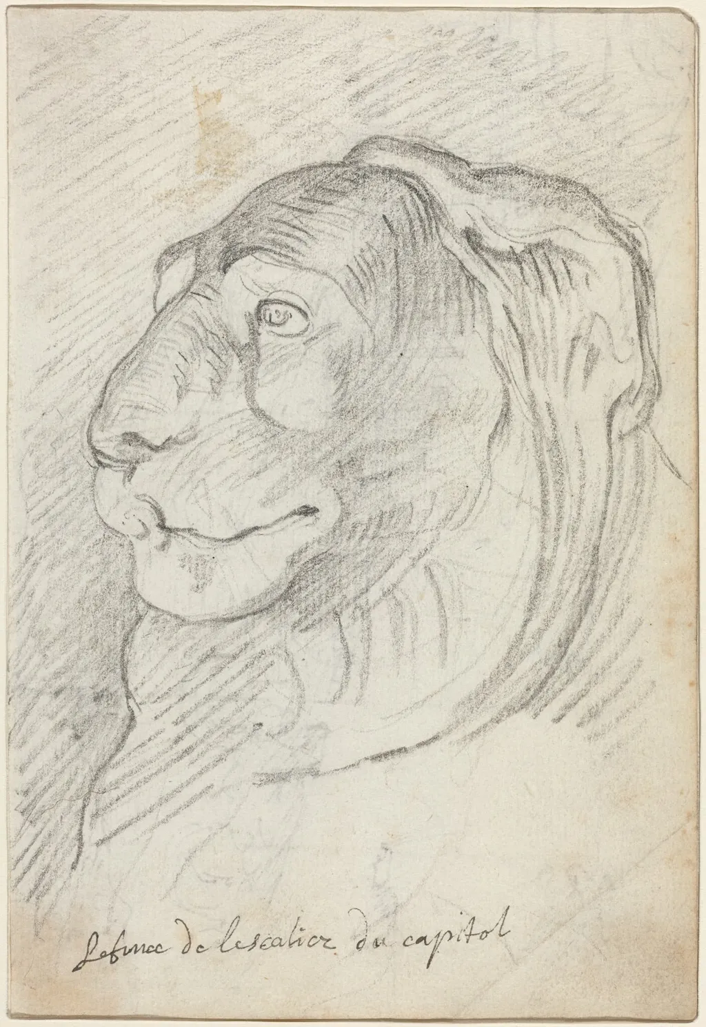Lion's Head from the Capitoline Staircase, by Augustin Pajou, chalk, 1754