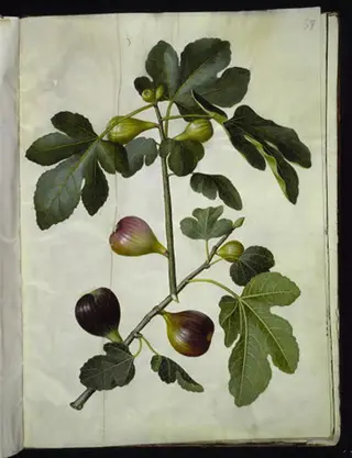 Ficus carica (almindelig figen)