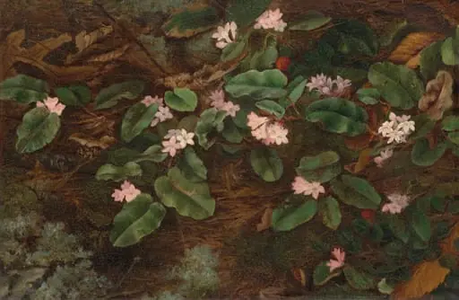 Trailing Arbutus, by Fidelia Bridges