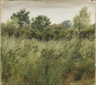 Field of Oats near Vejby