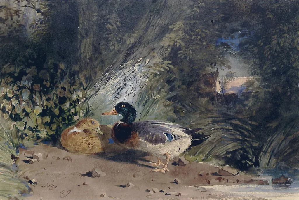Ducks, by fielding, watercolor, 1849