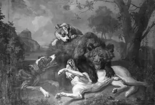 Fight between Bear and Dogs