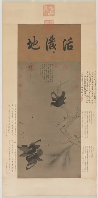 Fighting Mynah Birds