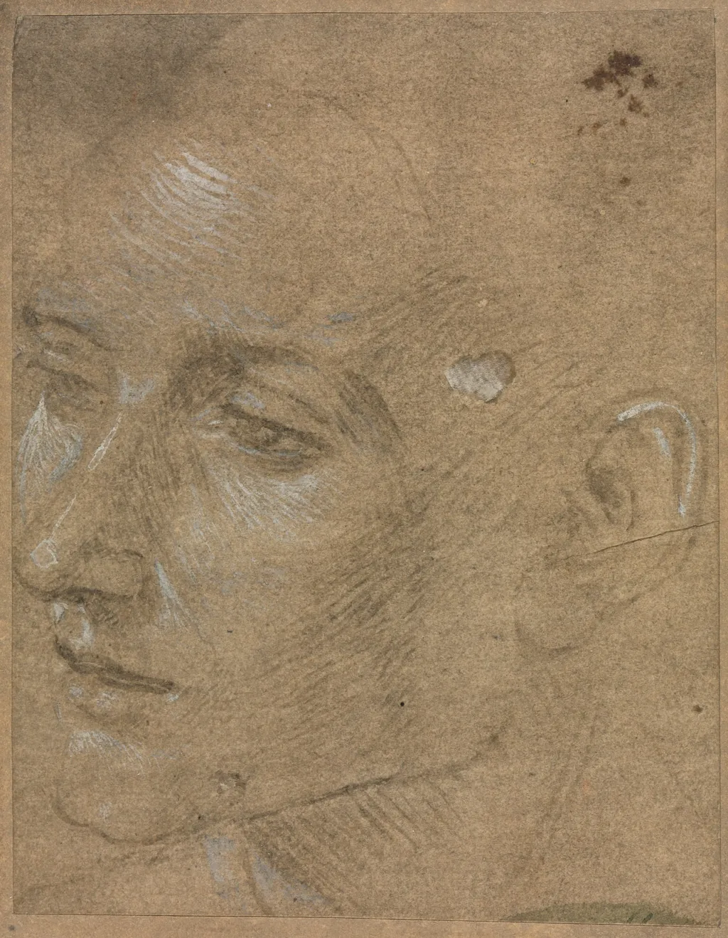 Head of a Young Man, by Filippino Lippi, 1404