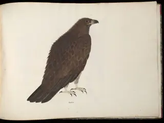 Fishing eagle