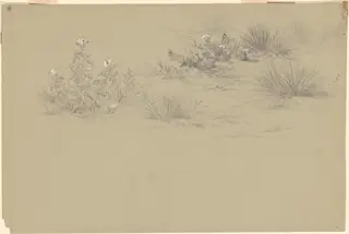 Flowering Bush and Desert Plants