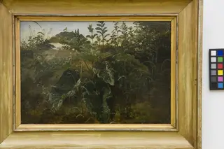 Foreground Study with Dock Leaves