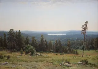 Forest distant views