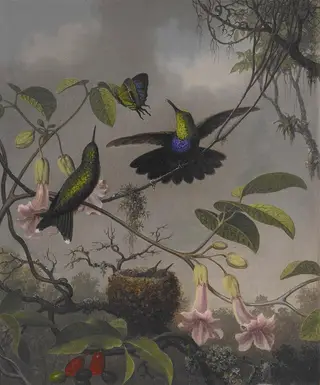 Fork-tailed Woodnymph