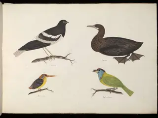 Four Birds