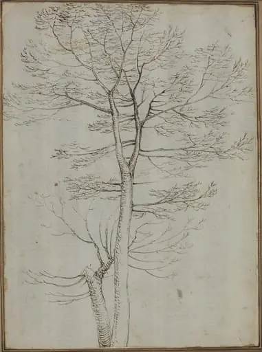 Bare Tree [verso], by Fra Bartolommeo