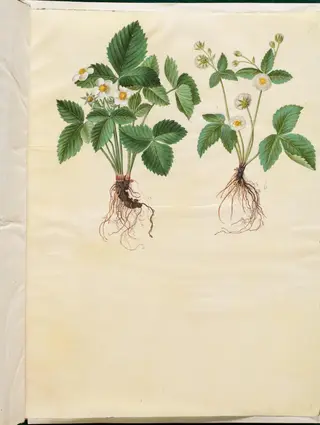 Fragaria vesca (skov-jordbær)