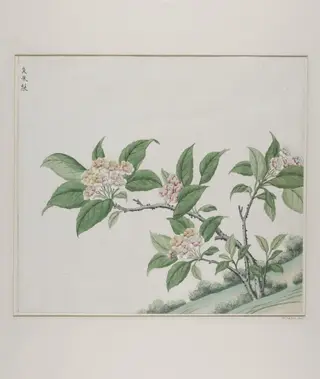Fragrant glorybower (clerodendrum fragrans), chou mo li