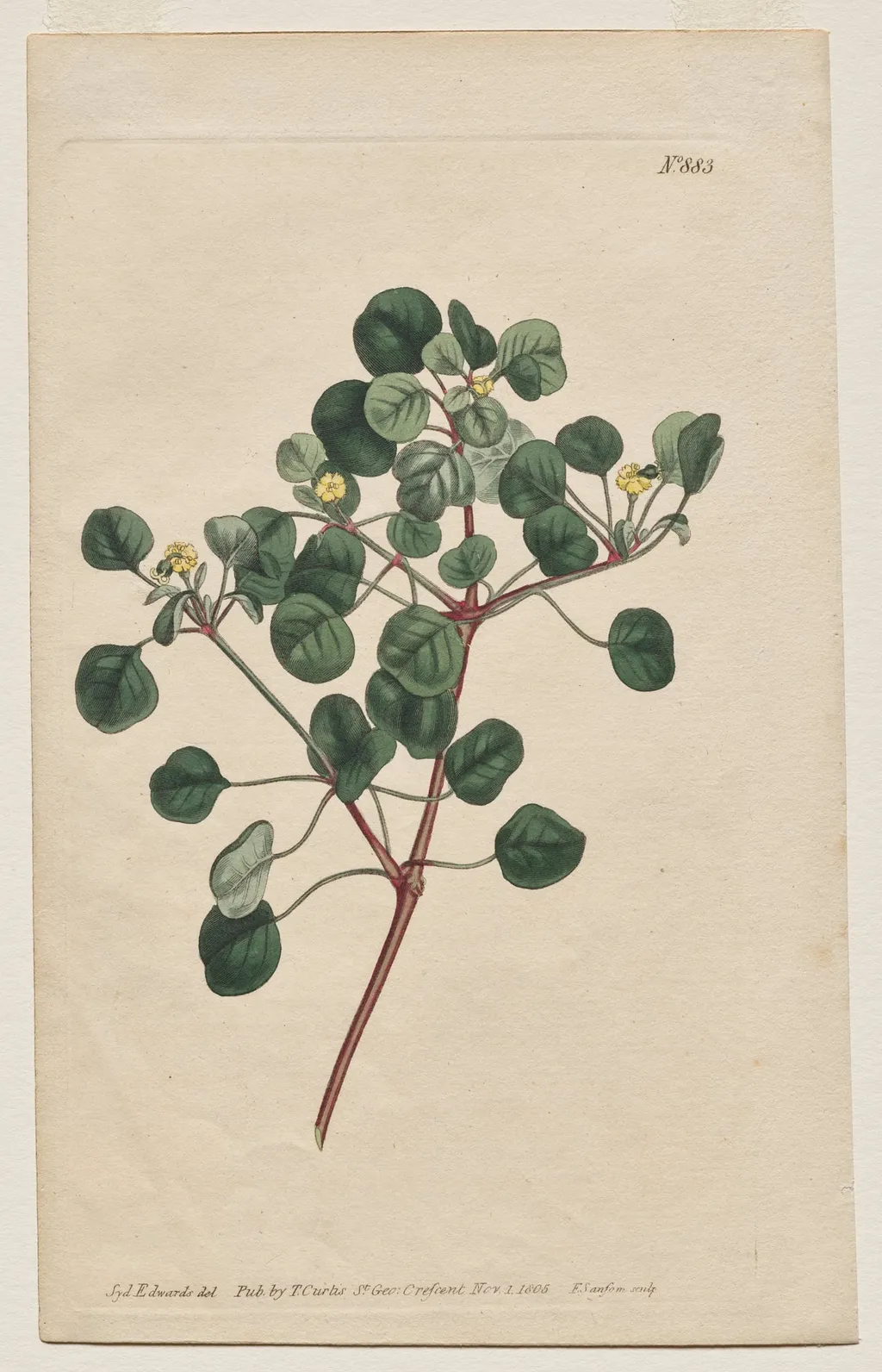 The Botanical Magazine or Flower Garden Displayed: Plate 883, Euphorbia Petiolaris. Long -Stalked Spurge, by Francis Sansom
