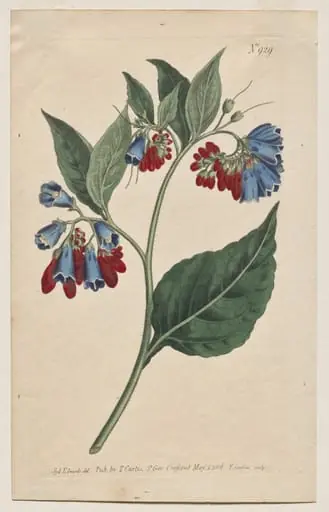 The Botanical Magazine or Flower Garden Displayed: Plate 929, Symphyum Asperrim. Prickley Comfrey. [Symphytum asperum], by Francis Sansom