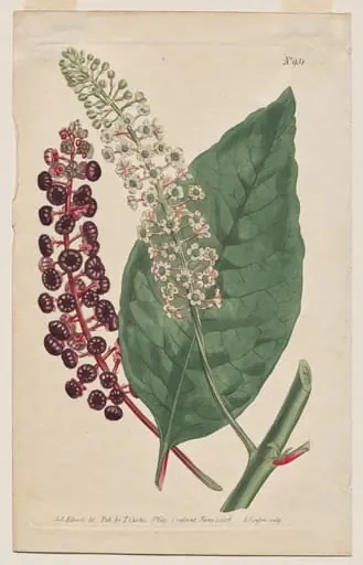 The Botanical Magazine or Flower Garden Displayed: Plate 931, Phytolacca Decandra. Virginian Poke. [Phytolaca Americana], by Francis Sansom