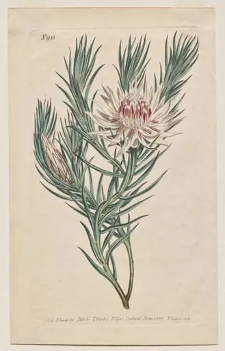 The Botanical Magazine or Flower Garden Displayed: Plate 933, Protea mucronifolia. Dagger-Leaved Protea. [Protea odorata], by Francis Sansom