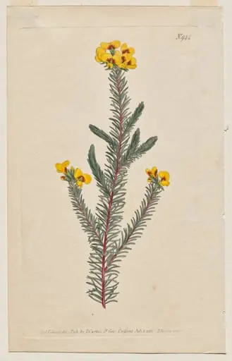 The Botanical Magazine or Flower Garden Displayed: Plate 944, Dillwynia Glaberrima. Smooth-Leaved Dillwynnia. [Dillwynia ericifolia gaberrima], by Francis Sansom