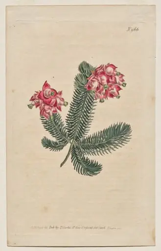 The Botanical Magazine or Flower Garden Displayed: Plate 966, Erica Elegans. Elegant Heath [Erica glauca], by Francis Sansom