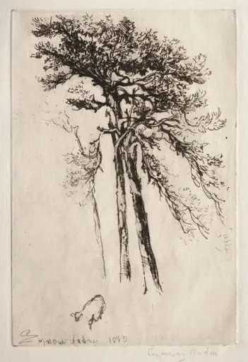 The Latest Tree, by Francis Seymour Haden