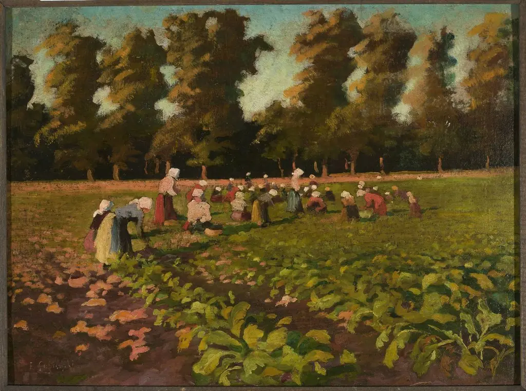 Harvesting beetroots, by Franciszek Łubieński