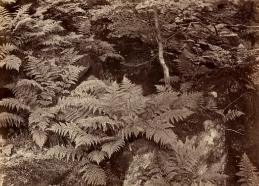 Untitled (Fern Study), by Frank Meadow Sutcliffe