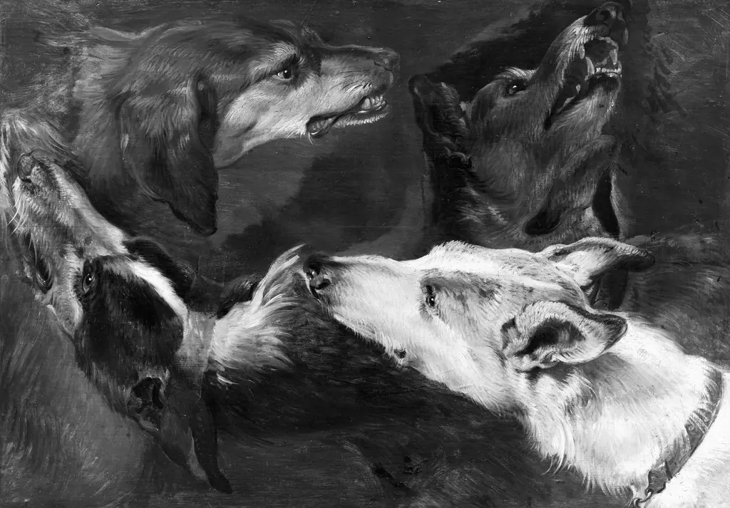 A study of four dogs, by Frans Snyders