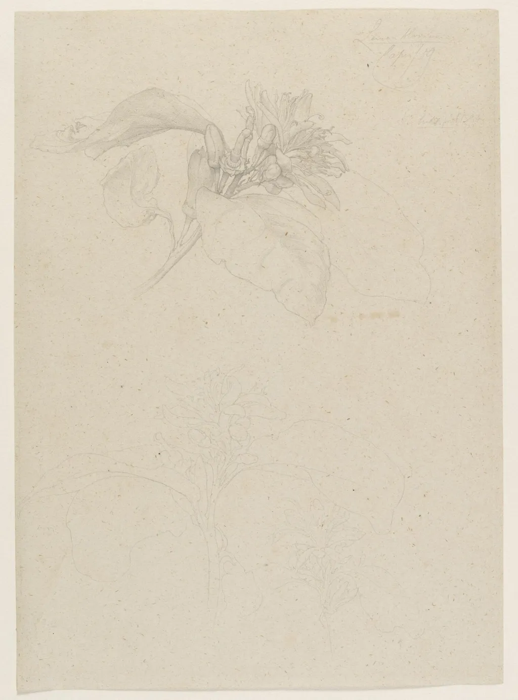 Lemon blossom. Capri, by Frederic, Lord Leighton, 1859