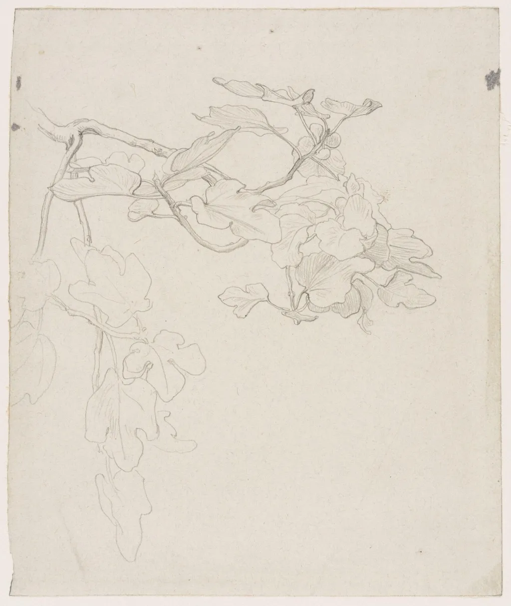 Study of the Stem of a Fig Tree, by Frederic, Lord Leighton, 1850