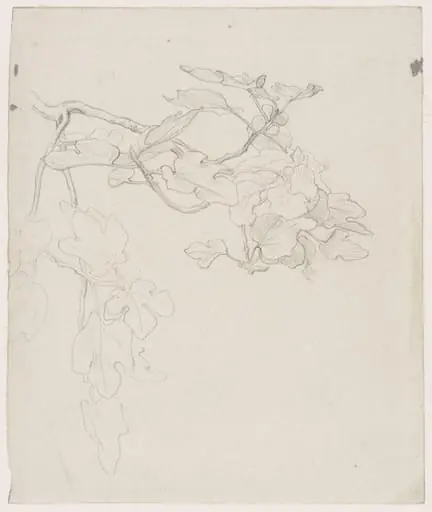 Study of the Stem of a Fig Tree, by Frederic, Lord Leighton
