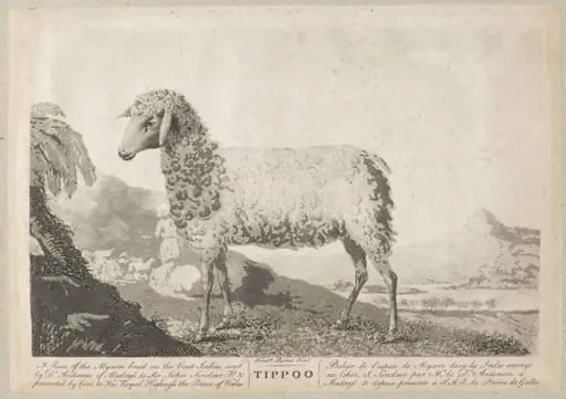 Tippoo