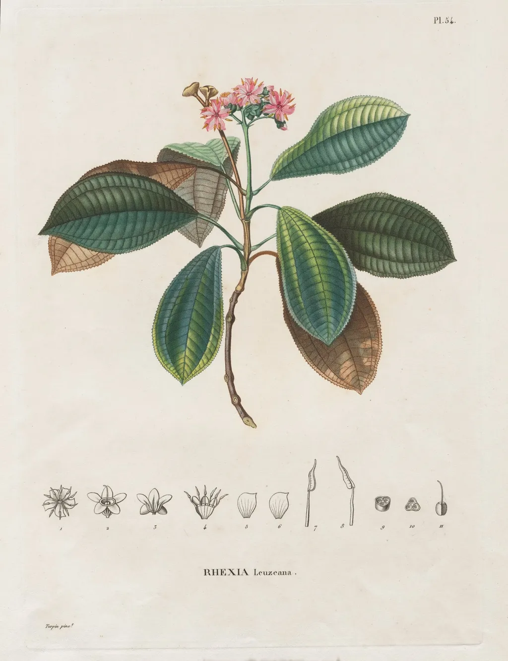 Voyage aux Régions équinoxiales du nouveau continent, fait dans les années 1709 à 1804: Monographie des melastomacées: No. 54, by Freiherr von Humboldt Alexander, 1820